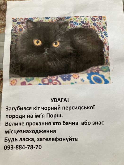 Загубився кіт
