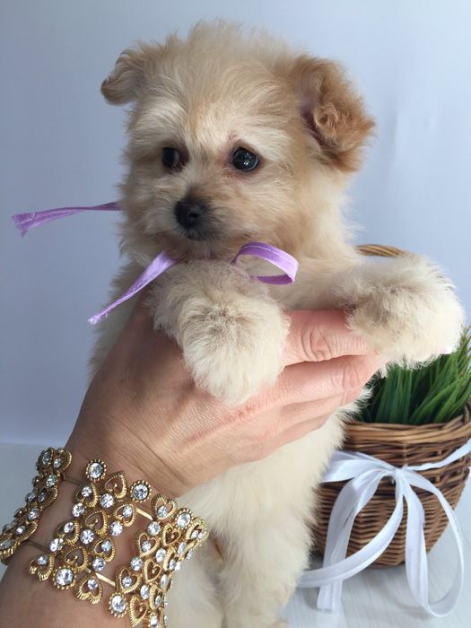 Помапу неймовірні дівчатка