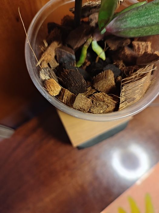 Детка орхидеи Jillion ( Джиллиан)