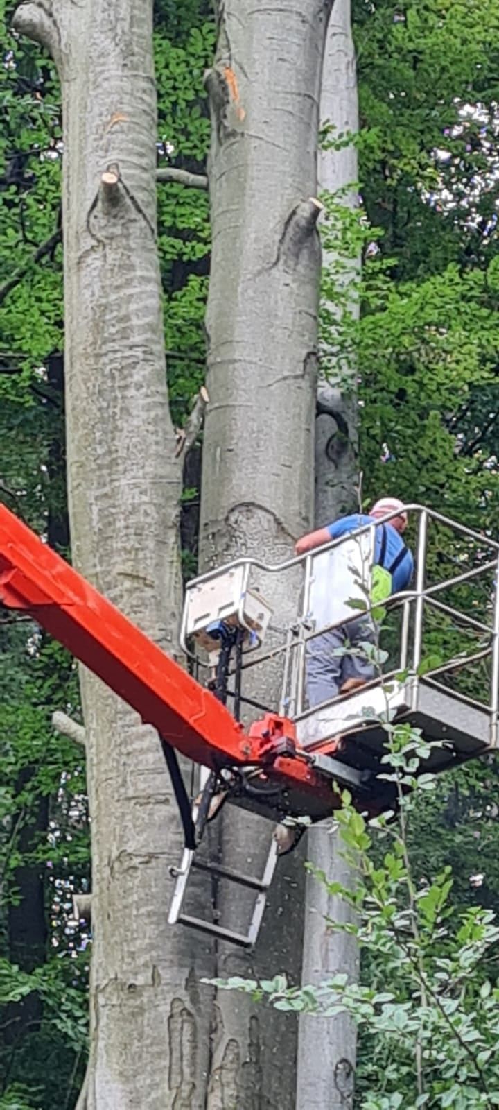 Usługi, Wycinka, przycinka trudnych drzew z podnośników koszowych 20m/