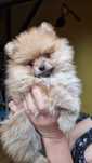 Szpic Miniaturowy Pomeranian BOO SUCZKA