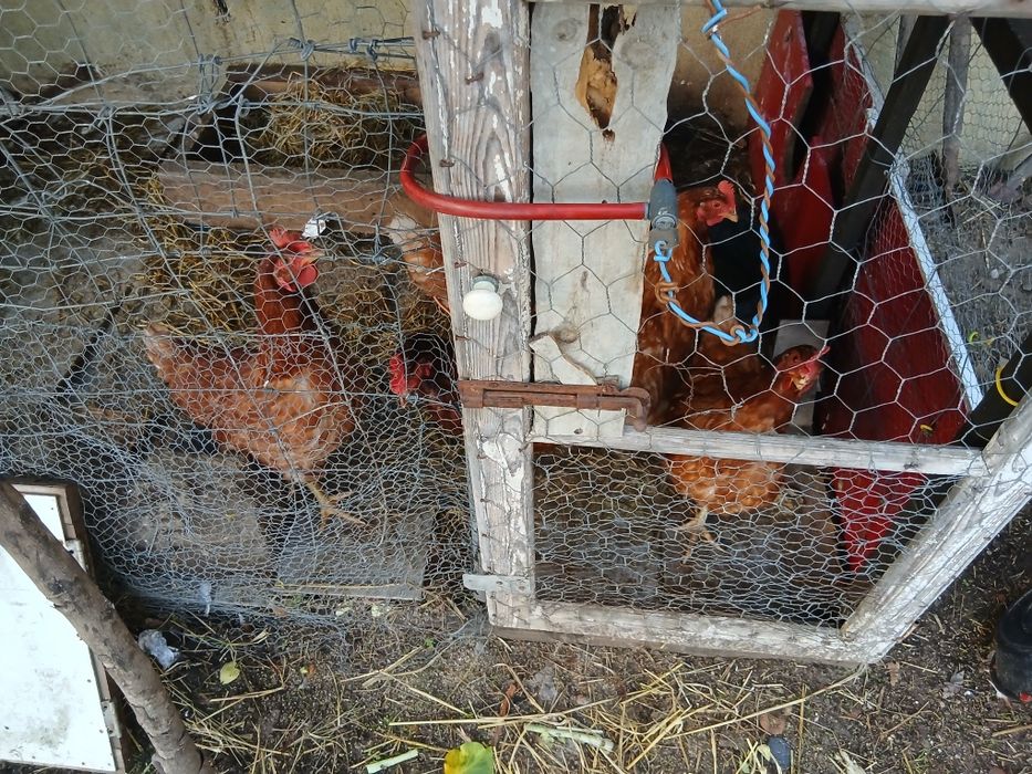 Galinhas poedeiras  com 1 ano