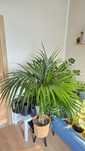 Palma Howea Kencja