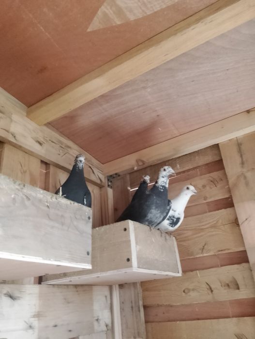 Sprzedam gołębie pocztowe tigry pary parzyste