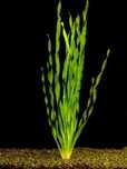 Vallisneria Spiralis Torta 30cm.