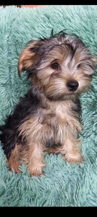 Гарні цуценята йоркширського тер'єра