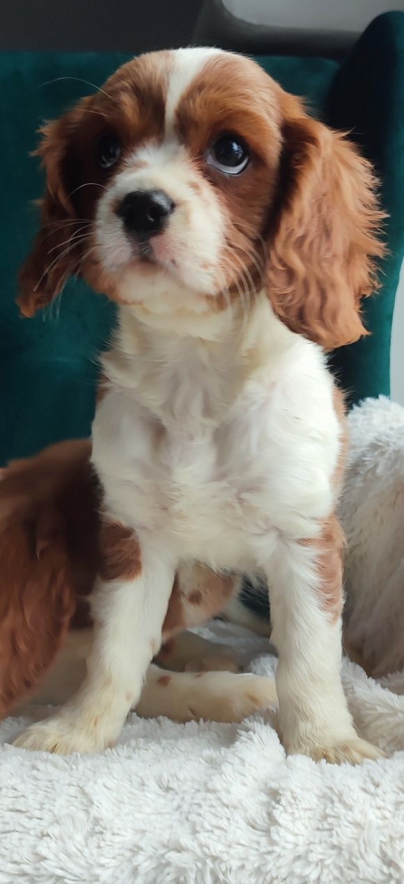 Cavalier King l Charles gotowe do odbioru