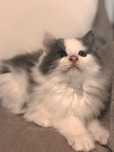 Idefix kocurek FPL