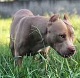 Amerykanski Pitbull - suczka