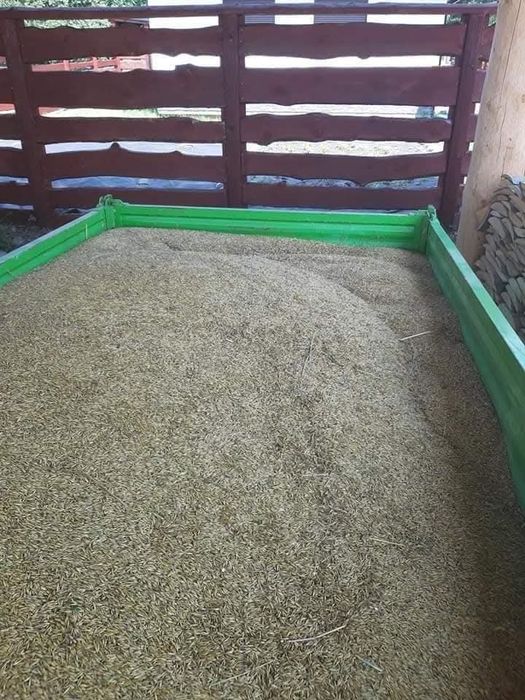 Karp amur szczupak pstrąg sum sandacz Jesiotr węgorz