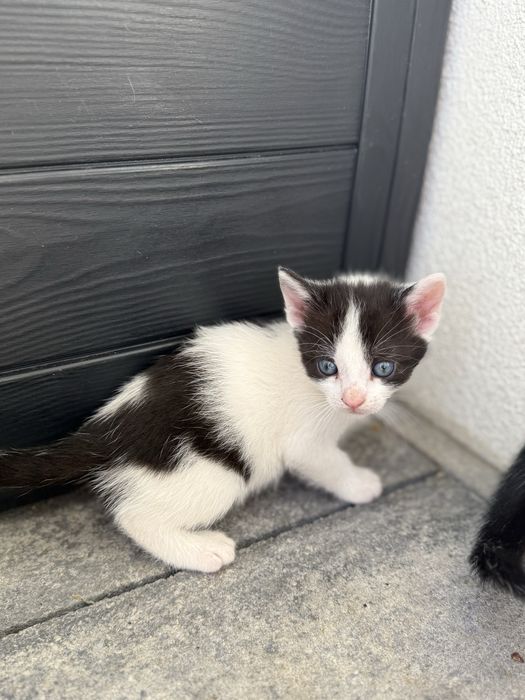 Oddam kotki w dobre rece