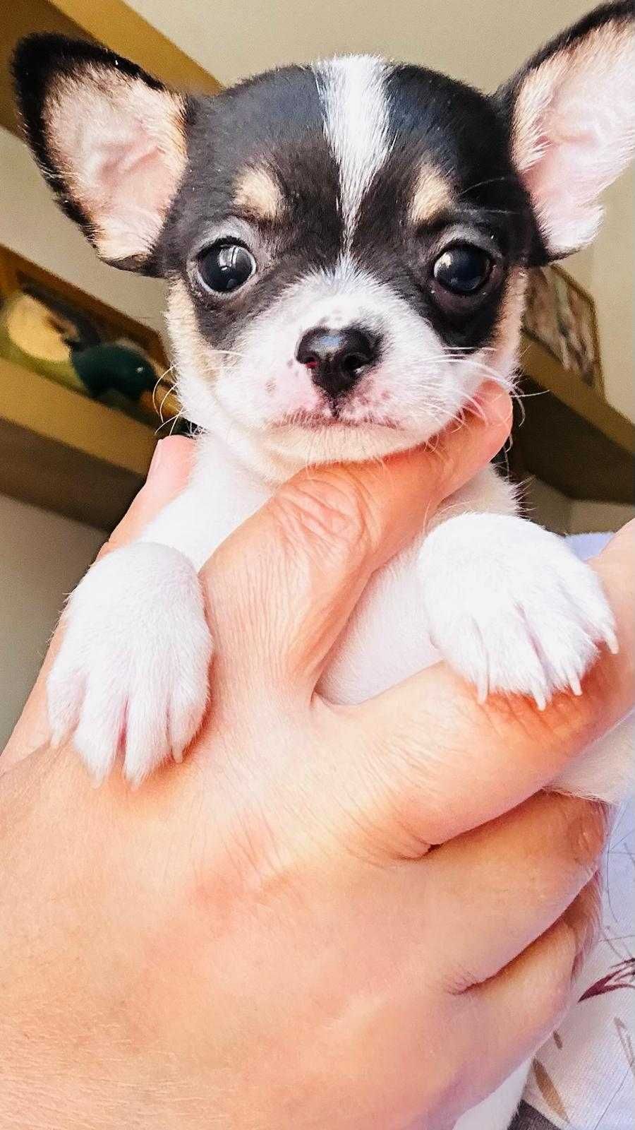 Chihuahua macho tricolor