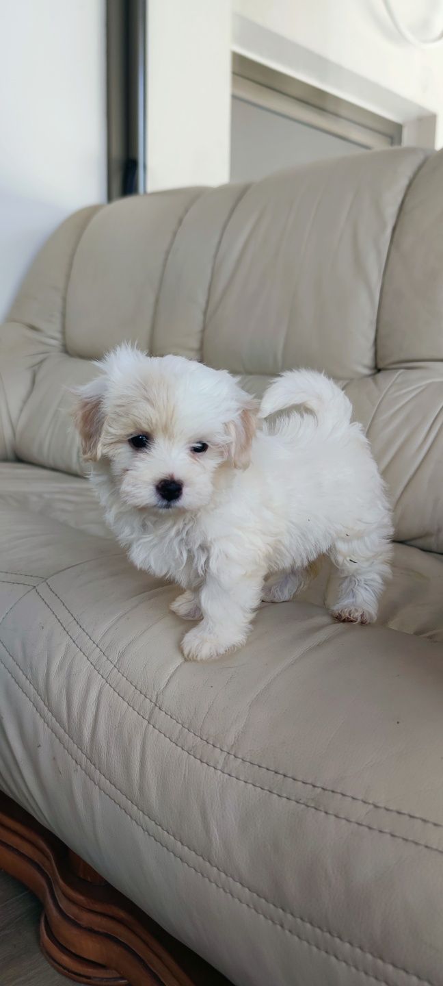 Bichon Maltês fêmea disponível