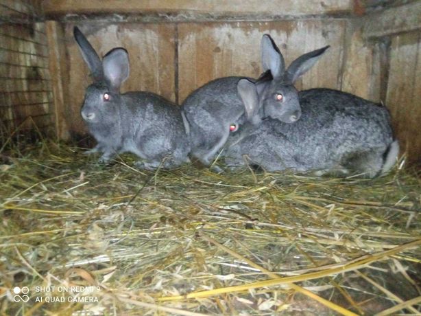 Продам кролів породи радянської шиншили