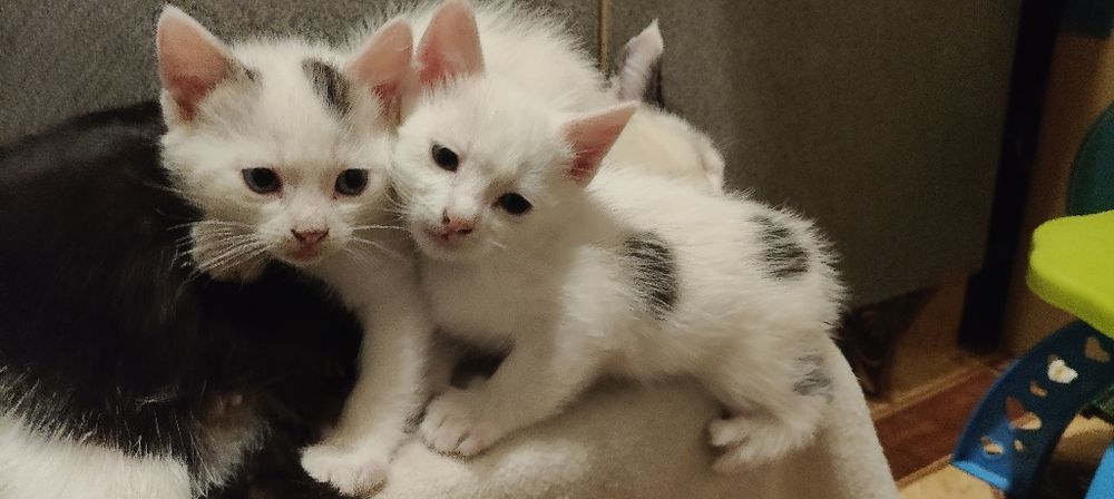 Отдам маленьких котят