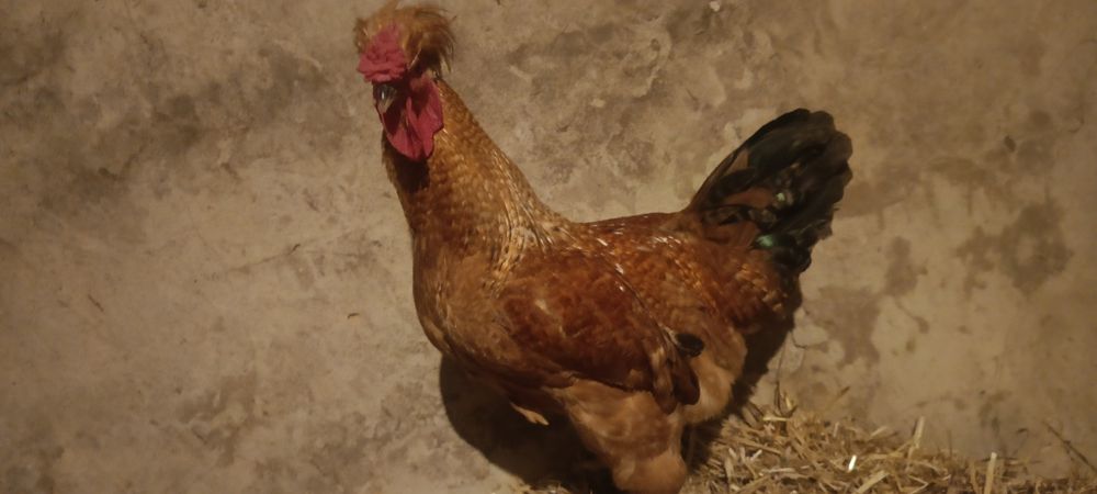 Młode kogut ozdobne