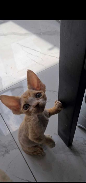 Гіпоалергенні кошенята Девон Рекс