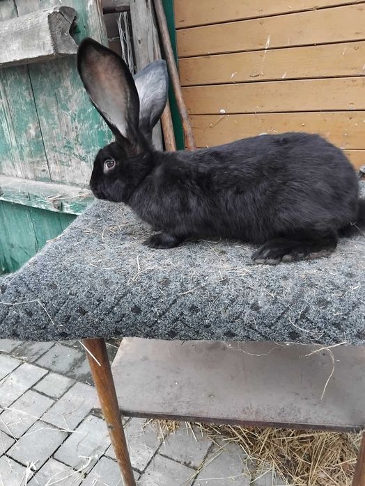 Sprzedam samca obrzyma belgijskiego czarnego