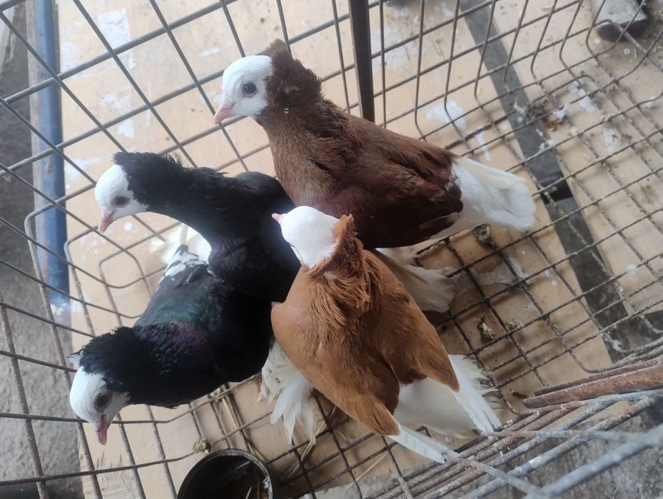 Gołębie ozdobne mnichy