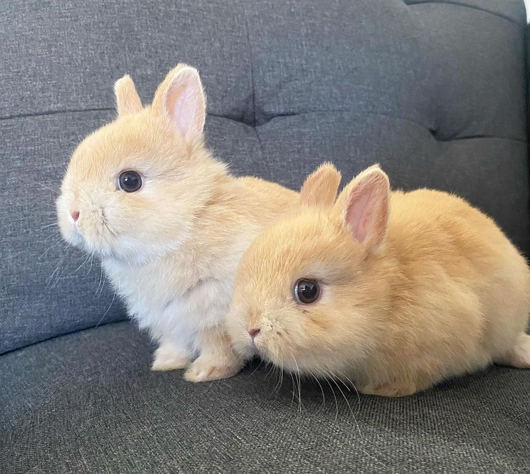 Coelhos anões lindíssimos