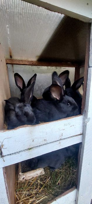 Sprzedam króliki mlode