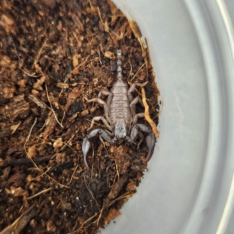 Skorpion Euscorpius italicus L4-L5