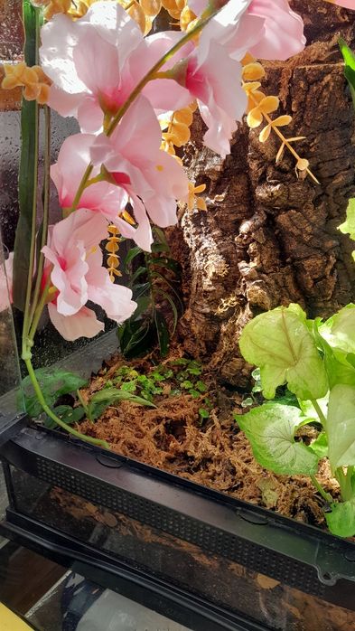 Terrarium 30x30x50 exoterra mcgravia gekon