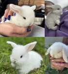 Mini lop hodowla zarejestrowana do odbioru białe niebieskie oczy
