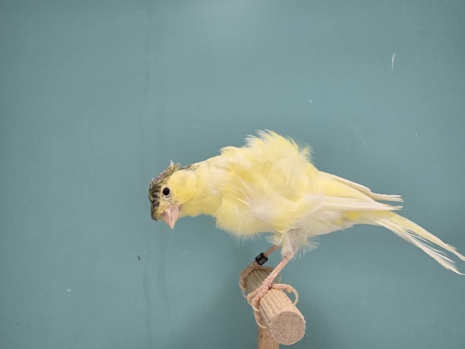 Kanarek fiorino 2025 -wysylka