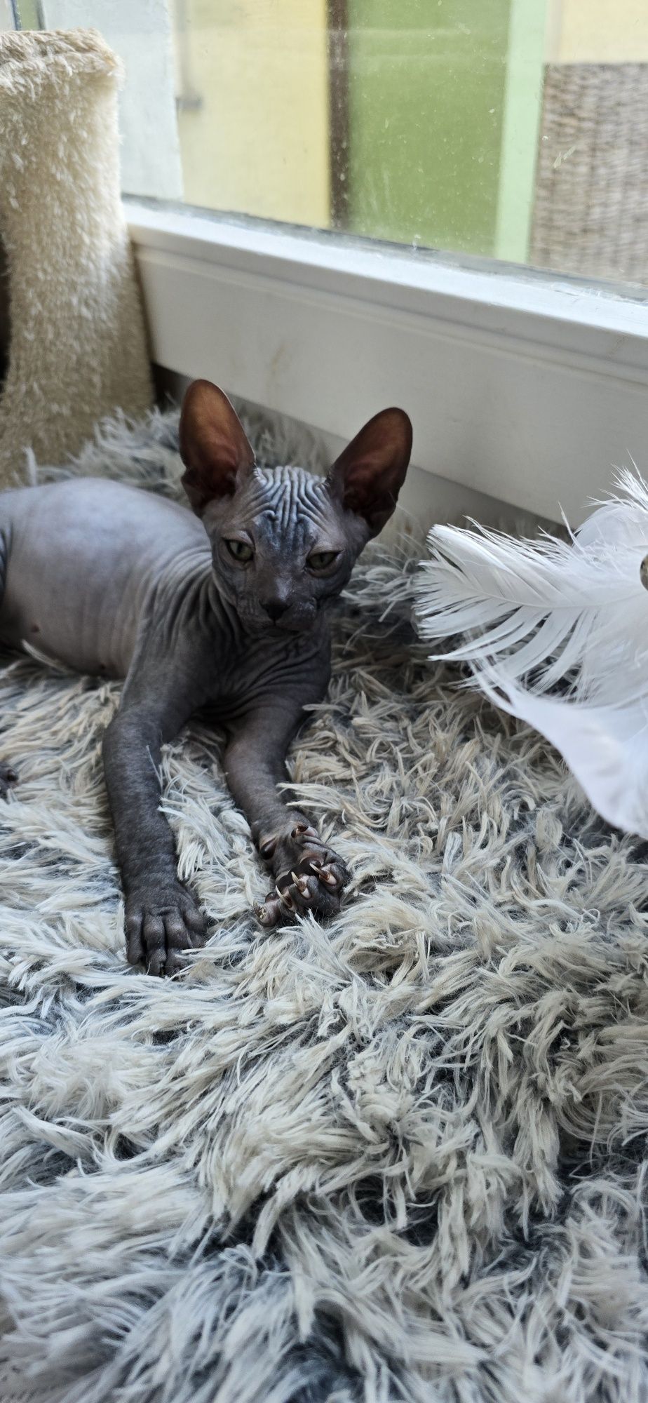 WCF DON Sphynx kotek