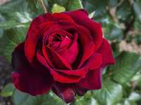 Róża wielokwiatowa cygne noir Premium