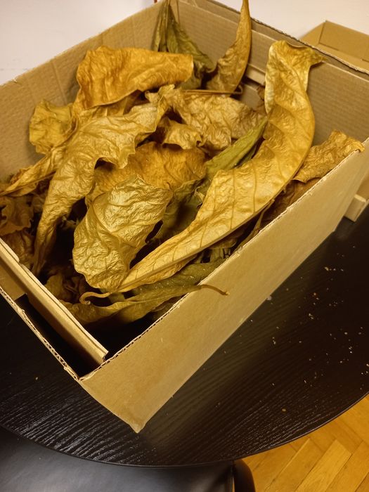 Pakiet 180 liście Ketapangu