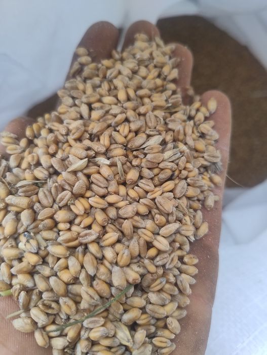 Owies bingo pszenica euforia