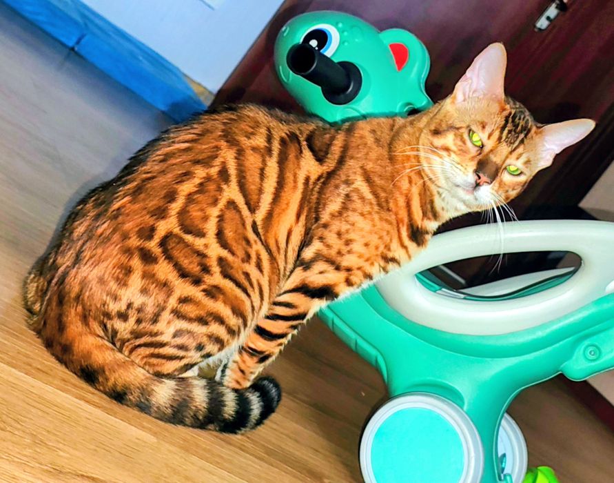 Бенгалята дівчатка