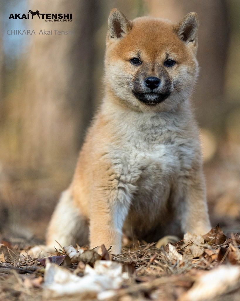 Piękny Chłopiec Shiba Inu