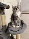 Kocur maine coon do odbioru