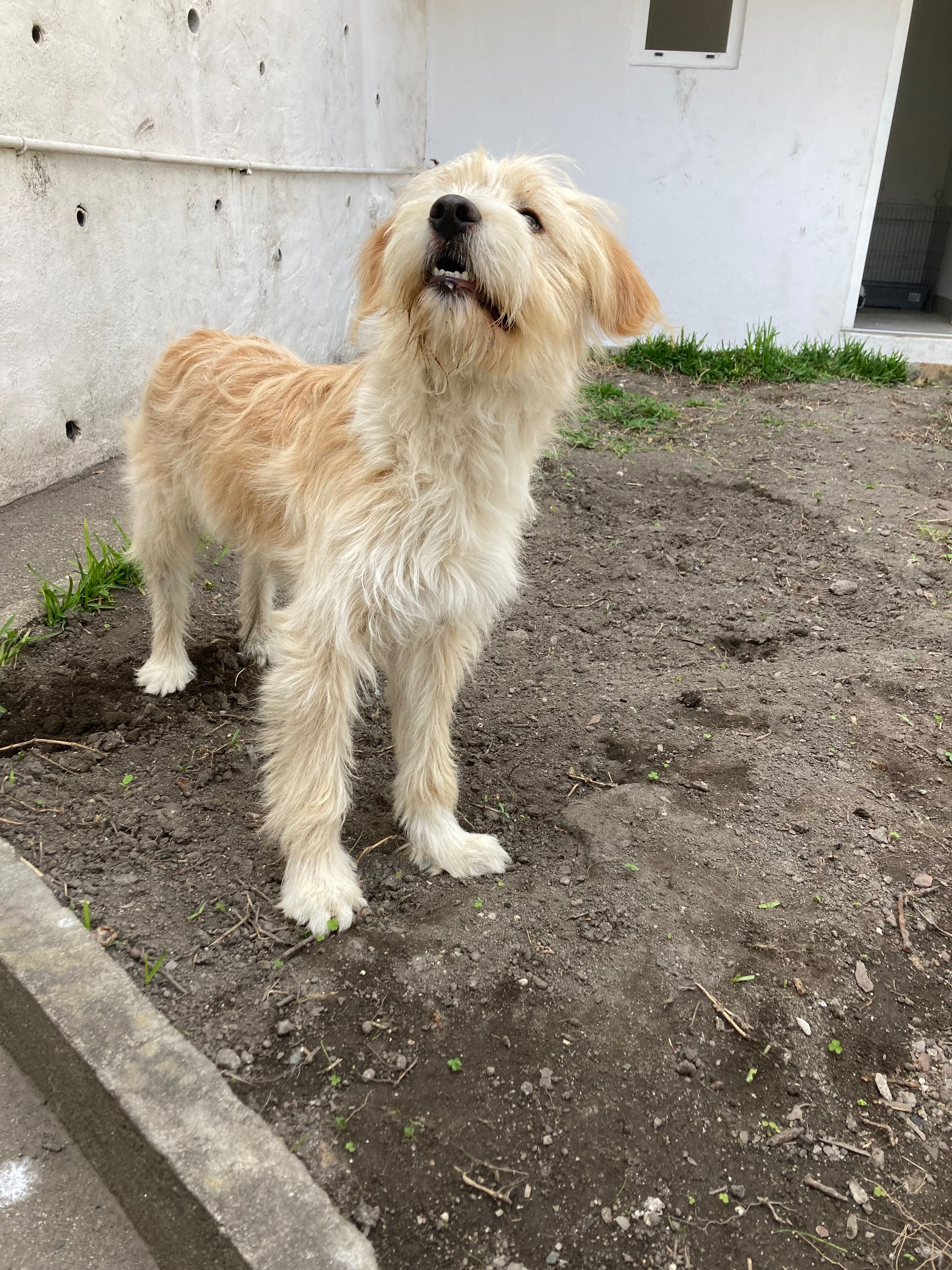 Cadela para adopção