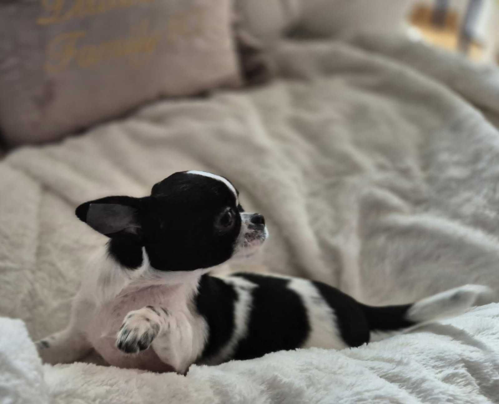 Chihuahua krótkowłosa suczka ZKwP FCI