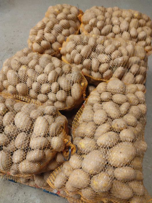 Ziemniaki jadalne duże [66gr/kg] [10zł/worek]