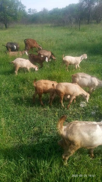 Продам коз дойных,  козлята 3-4 месяца