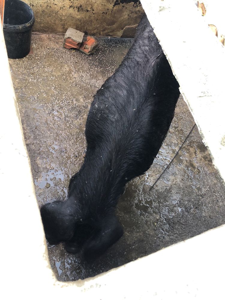 Porco preto macho