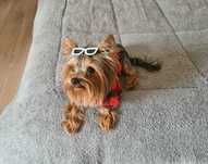 Piesek York Yorkshire Terrier
