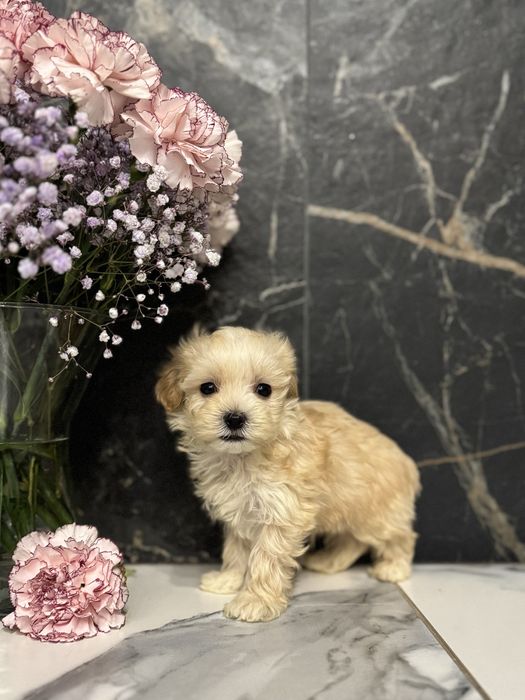 Золотистий хлопчик міні мальтіпу ф1 в Луцьку