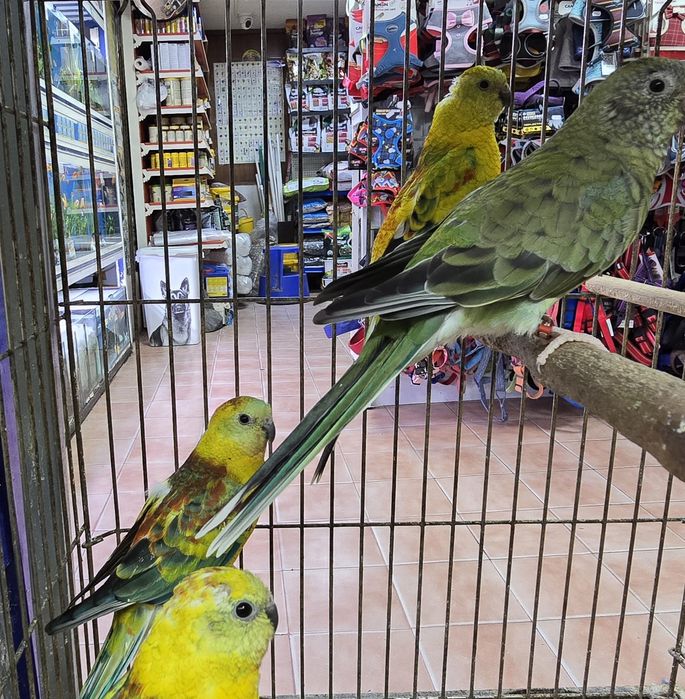 Red Ramp prontos para criar