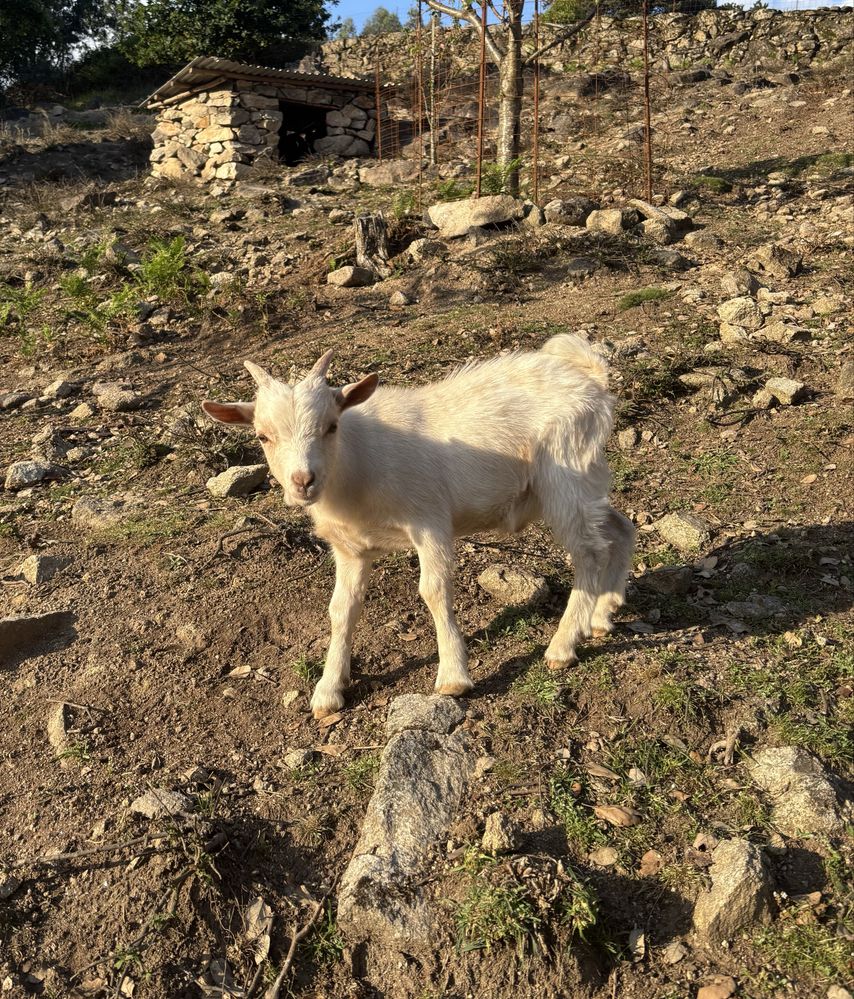 Cabrito anão, branco, macho, 5 meses de idade