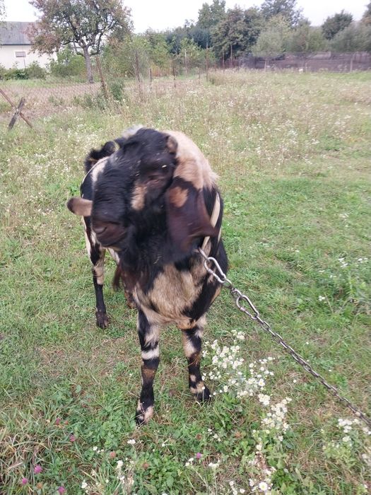 В'язка цап англо-нубійський запрошує в гості
