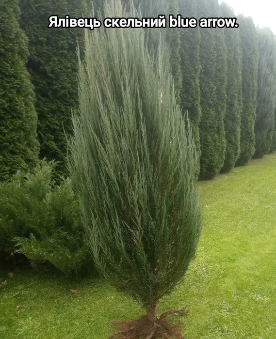скельний blue arrow.