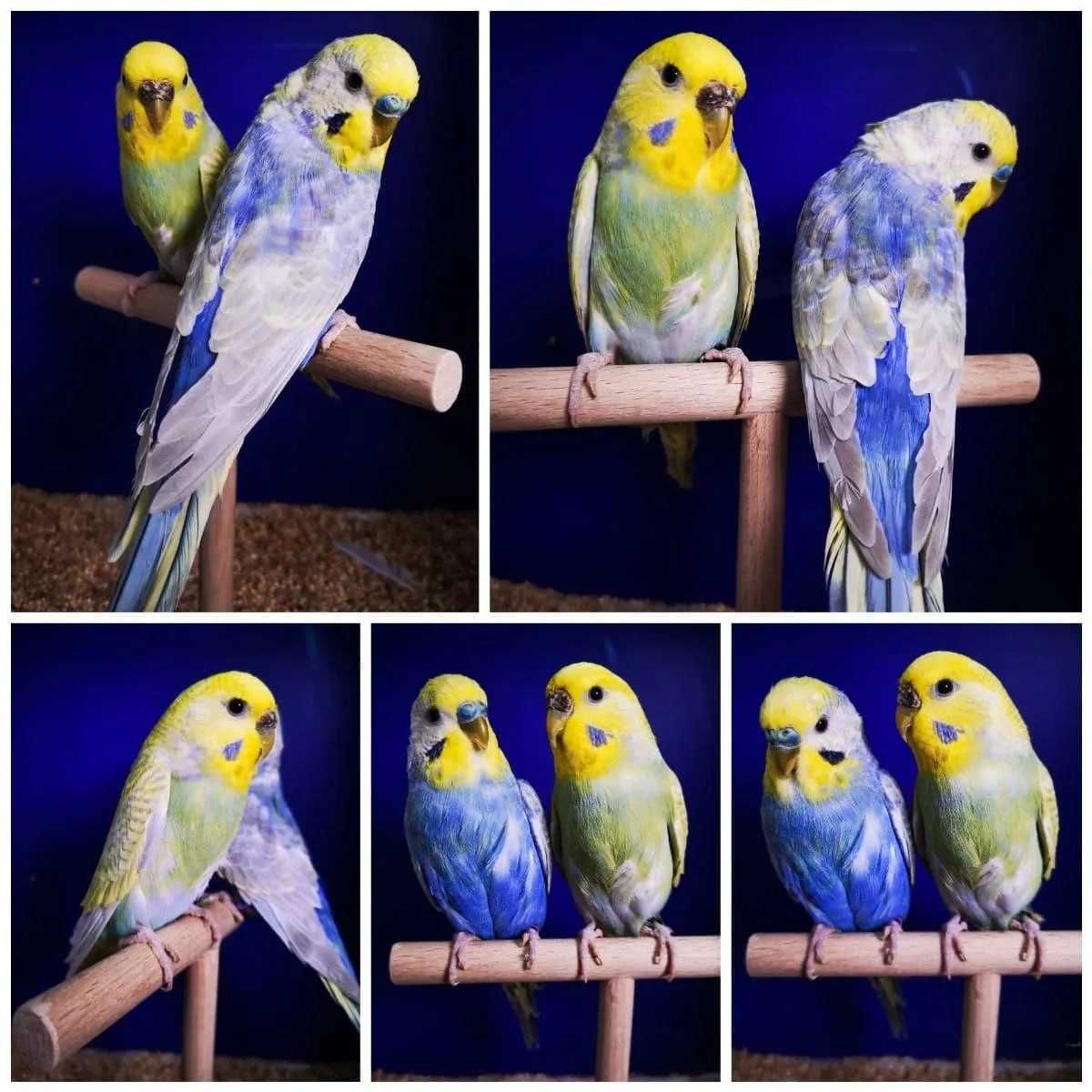 Цветная компания - Волнистые попугаи для вашей семьи