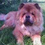 Доросла сука чау-чау рудого коліру вік 5 років
