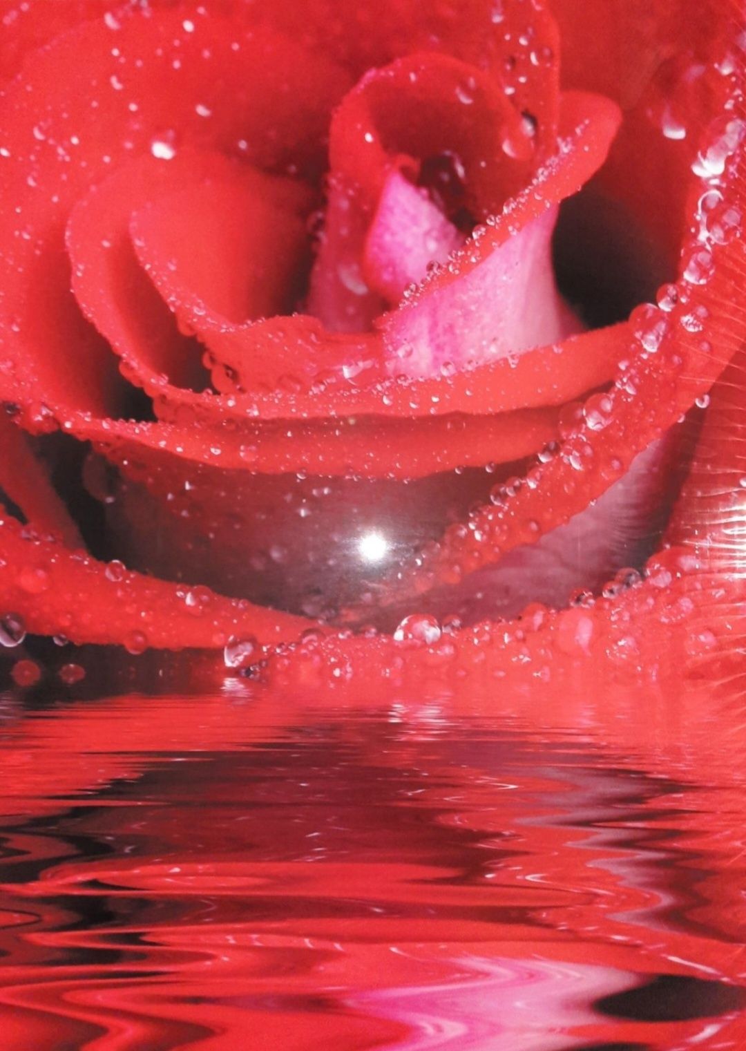 Obraz na szkle motyw Róża